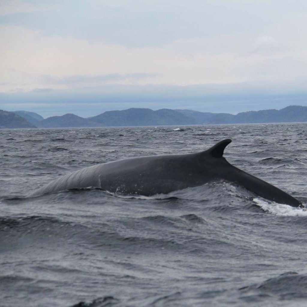 My (literally...) biggest highlight of this trip: a fin whale.