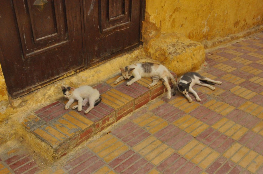 Morocco's cats