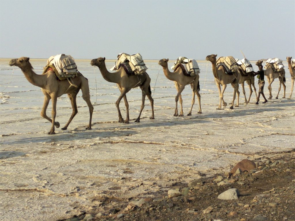 Camel caravan in Danakil Depression in Ethiopia