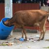 Eine Kuh in Indien frisst Abfall